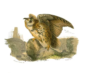 Naturhistorisk tavle: Zoologisk tavle, der viser rovfugle i dagtimerne. Storhertugen