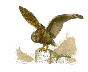 Naturhistorisk tavle: Zoologisk tavle, der viser rovfugle i dagtimerne. Uglen. Plade tegnet fra de ni bind om fugle i "" Works complete of Buffon""" skrevet af naturforskeren Georges Louis Leclerc, greve af Buffon (1707-1788) mellem 1749 og 1785. I