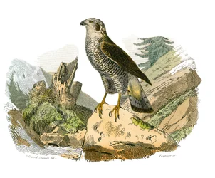 Naturhistorisk nævn: Zoologisk nævn, der repræsenterer rovfugle om natten. De omkringliggende. Tallerken tegnet fra de ni bind om fugle i "" Works complete of Buffon""" skrevet af naturforsker Georges Louis Leclerc, greve af Buffon
