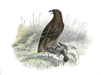 Naturhistorisk nævn: Zoologisk nævn, der repræsenterer rovfugle om natten. Den lille ørn. Plade tegnet fra de ni bind om fugle i "" Works complete of Buffon""" skrevet af naturforskeren Georges Louis Leclerc, greve af Buffon (1707-1788) mellem 174