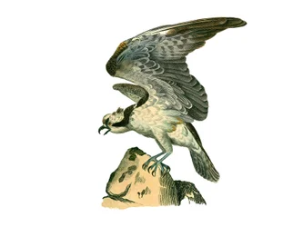 Naturhistorisk nævn: Zoologisk nævn, der repræsenterer rovfugle om natten. Fiskeørnen. Tallerken tegnet fra de ni bind om fugle i "" Works complete of Buffon""" skrevet af naturforsker Georges Louis Leclerc, greve af Buffon