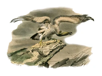 Naturhistorisk nævn: Zoologisk nævn, der repræsenterer rovfugle om natten. Perknopteren. Plade tegnet fra de ni bind om fugle i "" Works complete of Buffon""" skrevet af naturforsker Georges Louis Leclerc, greve af Buffon (1707-1788) mellem 1749