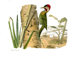 Naturhistorisk bestyrelse: Zoologisk bestyrelse, der repræsenterer klatrere. Cayennes stribede top. Plade tegnet fra de ni bind om fugle i "" Works complete of Buffon""" skrevet af naturforsker Georges Louis Leclerc, greve af Buffon