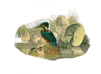 Natural History Board: Zoologisk tavle, der repræsenterer syndactyl spurvefugle (har to eller flere sodavandsfingre sammen). Isfuglen. Plade tegnet fra de ni bind om fugle i "" Works complete of Buffon""" skrevet af naturforsker Georges Louis Leclerc,