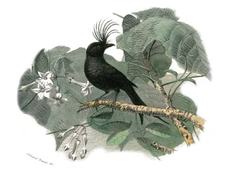 Naturhistorisk plade: Zoologisk tavle, der repræsenterer dentirostroøse spurvefugle (med echancre). Drongoen. Tavle tegnet fra de ni bind om fugle i "" Works complete of Buffon""" skrevet af naturforsker Georges Louis Leclerc, greve af Buffon (1707-1788)