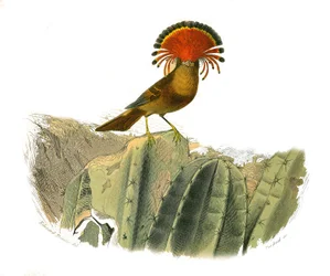 Naturhistorisk plade: Zoologisk tavle, der repræsenterer dentirostroøse spurvefugle (med echancre). Kongen af fluer. Tavle tegnet fra de ni bind om fugle i "" Works complete of Buffon""" skrevet af naturforsker Georges Louis Leclerc, greve af Buffon (1707-