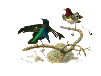 Naturhistorisk tavle: zoologisk tavle med keglenæbbede spurvefugle (kegleformet næb). Den sorte manukode og manukoden. Tavle fra de ni bind om fugle i “Œuvres complètes de Buffon”, skrevet af naturforskeren Georges Louis Leclerc, greve de Buffon