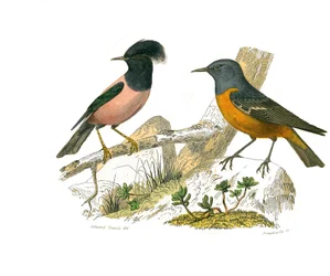 Naturhistorisk tavle: Zoologisk tavle, der repræsenterer konirostro spurvefugle