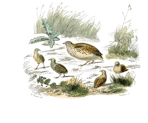 Naturhistorisk bestyrelse: Zoologisk bestyrelse, der repræsenterer gallinacer: vagtler. Tallerken tegnet fra de ni bind om fugle i "" Works complete of Buffon""" skrevet af naturforskeren Georges Louis Leclerc, greve af Buffon (1707-1788) mellem 1749 og 17