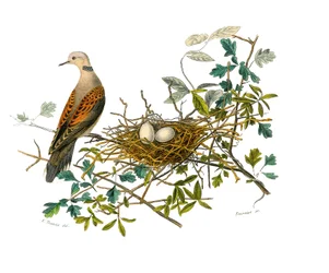 Naturhistorisk tavle: Zoologisk tavle, der repræsenterer gallinacer: duen nær sin rede. Tavle tegnet fra de ni bind om fugle i "" Works complete of Buffon""" skrevet af naturforskeren Georges Louis Leclerc, greve af Buffon (1707-1788) mellem 1749 og