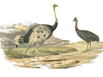 Naturhistorisk bestyrelse: Zoologisk bestyrelse, der repræsenterer vadefuglene: struds og casoar. Plade tegnet fra de ni bind om fugle i "" Works complete of Buffon""" skrevet af naturforsker Georges Louis Leclerc, greve af Buffon (1707-1788) mellem 1749 o
