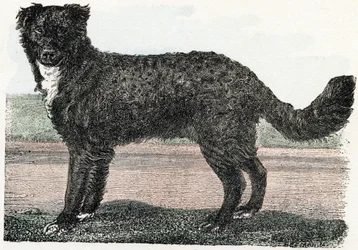 Newfoundland, Newfoundland - "Alfabet illustrerer dyr" 1800-tallet (gravering)