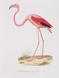 Phenicopterus americanus (Flamenco) (sic) indgraveret af Fournier, pub. af Bougeard