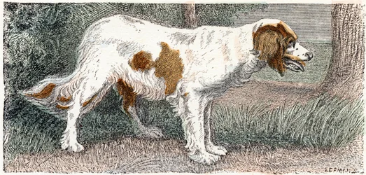 Spagneul (hund)- "Alfabet illustrerer dyr" 1800-tallet (gravering)