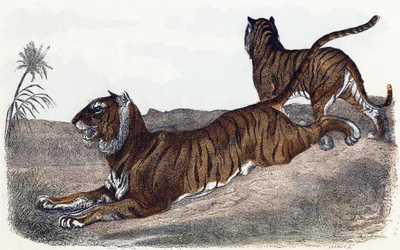 Tigre - "Alfabet illustrerer dyr" 1800-tallet (gravering)