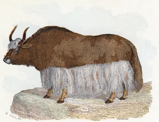 Yak - »Alfabetet illustrerer dyr«, 19. århundrede