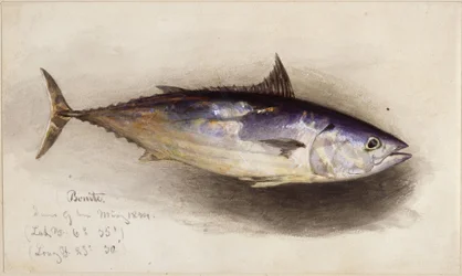 Fiskestudie (bonitotun)