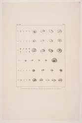 Christian VIII´s konkyliesamling, tavle I