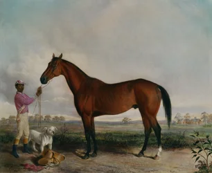 Spørger, Bay Horse