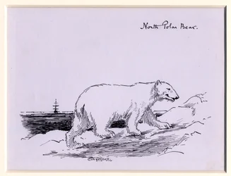 Isbjørn, ca. 1905 (blæk på papir)