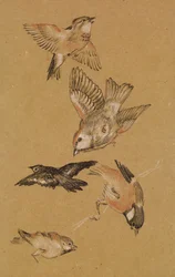 Love leading the Pilgrim - Study of Birds: Finches, 1897