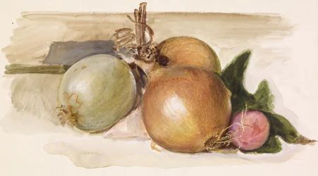 Stilleben - Studie af løg, 1871-75
