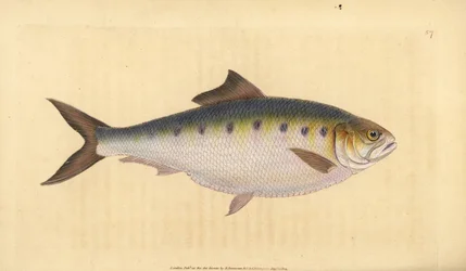 Allis shad, Alosa alosa (Shad, Clupea alosa). Håndfarvet kobberplade tegnet og indgraveret af Edward Donovan fra hans Natural History of British Fishes, Donovan og F.C. og J. Rivington, London