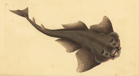 Angelshark, Squatina squatina. Kritisk truet. (Englehaj, Squallus squatinus). Håndfarvet kobberplade tegnet og indgraveret af Edward Donovan fra hans Natural History of British Fishes, Donovan og F.C. og J. Rivington, London