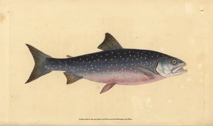 Fjeldørred, Salvelinus alpinus alpinus (Alpine laks, Salmo alpinus). Håndfarvet kobberplade tegnet og indgraveret af Edward Donovan fra hans Natural History of British Fishes, Donovan og F.C. og J. Rivington, London