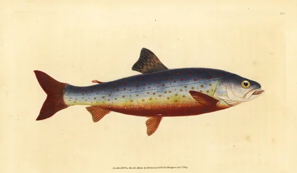 Fjeldørred, Salvelinus alpinus alpinus (Salvelsk ørred, Salmo salvelinus). Håndfarvet kobberplade tegnet og indgraveret af Edward Donovan fra hans Natural History of British Fishes, Donovan og F.C. og J. Rivington, London