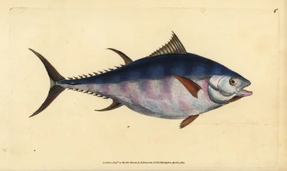 Atlantisk blåfinnet tun, Thunnus thynnus (truet). Tunny, Scomber thynnus. Håndfarvet kobberplade tegnet og indgraveret af Edward Donovan fra hans Natural History of British Fishes, Donovan og F.C. og J. Rivington, London