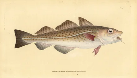 Atlanterhavstorsk eller torskefisk. Gadus morhua. Sårbar. Håndfarvet kobberplade tegnet og indgraveret af Edward Donovan fra hans Natural History of British Fishes, Donovan og F.C. og J. Rivington, London