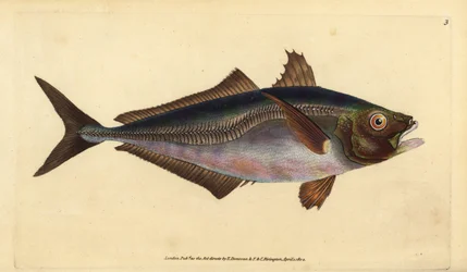 Atlantisk hestemakrel, Trachurus trachurus (Scad, Scomber trachurus). Håndfarvet kobberplade tegnet og indgraveret af Edward Donovan fra hans Natural History of British Fishes, Donovan og F.C. og J. Rivington, London