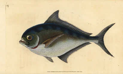Atlanterhavspomfret, Brama brama (Rays tandede forgyldte hoved, Sparus raii). Håndfarvet kobberplade tegnet og indgraveret af Edward Donovan fra hans Natural History of British Fishes, Donovan og F.C. og J. Rivington, London