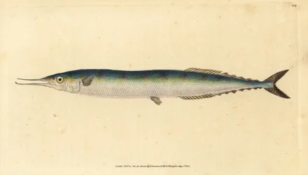Atlantisk saury, Scomberesox saurus saurus (Skipper gedde, Esox saurus). Håndfarvet kobberplade tegnet og indgraveret af Edward Donovan fra hans Natural History of British Fishes, Donovan og F.C. og J. Rivington, London