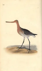 Stanghalespove (hun), Limosa lapponica. Håndfarvet kobberplade tegnet og graveret af Edward Donovan fra hans egen "Natural History of British Birds," London