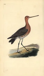 Stanghalespove (han), Limosa lapponica. Håndfarvet kobberplade tegnet og graveret af Edward Donovan fra hans egen "Natural History of British Birds," London