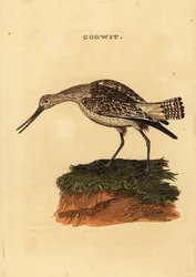 Stanghalespove, Limosa lapponica