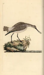 Stanghalespove, Limosa lapponica. Håndfarvet kobberplade tegnet og graveret af Edward Donovan fra hans egen "Natural History of British Birds," London