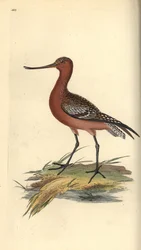 Stanghalespove, Limosa lapponica. Håndfarvet kobberplade tegnet og graveret af Edward Donovan fra hans egen "Natural History of British Birds," London