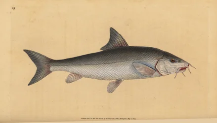 Barbel, skægget skægget (Cyprinus skægget). Håndfarvet kobberplade tegnet og indgraveret af Edward Donovan fra hans Natural History of British Fishes, Donovan og F.C. og J. Rivington, London