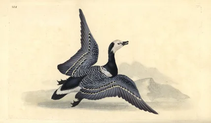 Bramgås, Branta leucopsis. Håndfarvet kobberplade tegnet og graveret af Edward Donovan fra hans egen "Natural History of British Birds," London