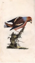 Stort næb knækker kerne. Coccothrausts (Loxia coccothrausts). Kobberstik af Edward Donovan (1768-1837), udgivet i Natural History of British Birds, London