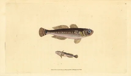 Sort kutling, Gobius niger. Håndkoloreret kobberstik tegnet og graveret af Edward Donovan fra hans Natural History of British Fishes, Donovan og F.C. og J. Rivington, London