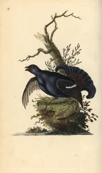 Urhane, Tetrao tetrix. Håndkoloreret kobberstik, tegnet og graveret af Edward Donovan fra hans egen „Natural History of British Birds“, London