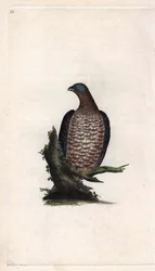 Bondree er ivrig. Pernis apivorus (Falco apivorus). Kobberstik af Edward Donovan (1768-1837), udgivet i Natural History of British Birds, London