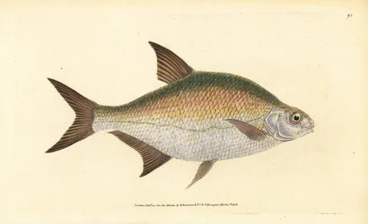 Brasen, Abramis brama (Cyprinus brama). Håndfarvet kobberplade tegnet og indgraveret af Edward Donovan fra hans Natural History of British Fishes, Donovan og F.C. og J. Rivington, London