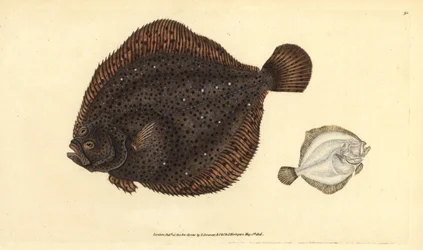 Brill eller perle, Scophthalmus rhombus (Pleuronectes rhombus). Håndkoloreret kobberstik tegnet og graveret af Edward Donovan fra hans Natural History of British Fishes, Donovan and F.C. and J. Rivington, London