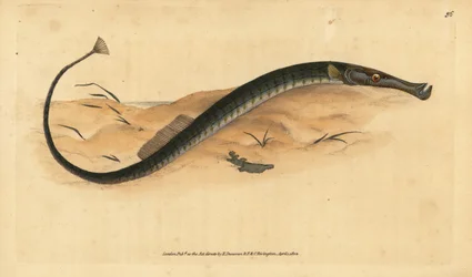 Brednæset eller kortere rørfisk. Syngnathus typhle. Håndkoloreret kobberstik tegnet og graveret af Edward Donovan fra hans Natural History of British Fishes, Donovan and F.C. and J. Rivington, London