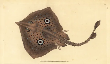 Brun skøjte eller spejlstråle, Raja miraletus. Håndfarvet kobberplade tegnet og indgraveret af Edward Donovan fra hans Natural History of British Fishes, Donovan og F.C. og J. Rivington, London